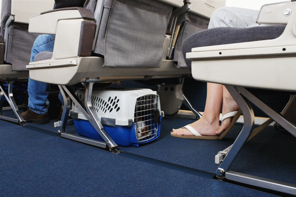 Перевозка домашних животных на борту самолета