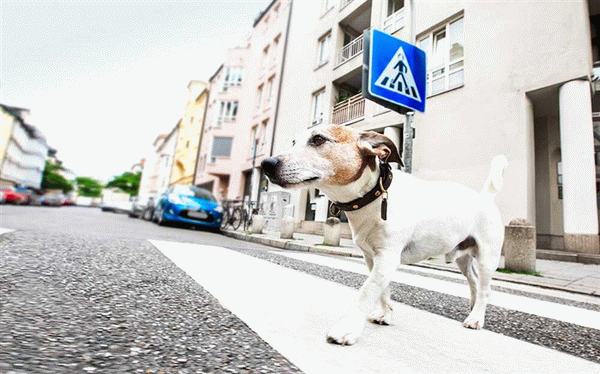 Прогулки с собаками на перекрестке Зембра
